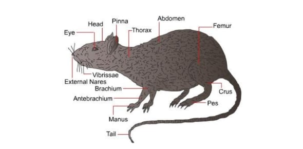 Rat Anatomy Flashcards by ProProfs